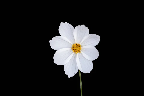 Sommerblumen Weiße Kosmosblume Lateinisch Cosmos Bipinnatus Isoliert Auf Schwarzem Hintergrund — Stockfoto
