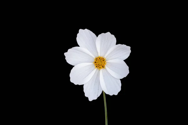 Summer Flowers White Cosmos Flower Latin Cosmos Bipinnatus Isolated Black Royalty Free Stock Images