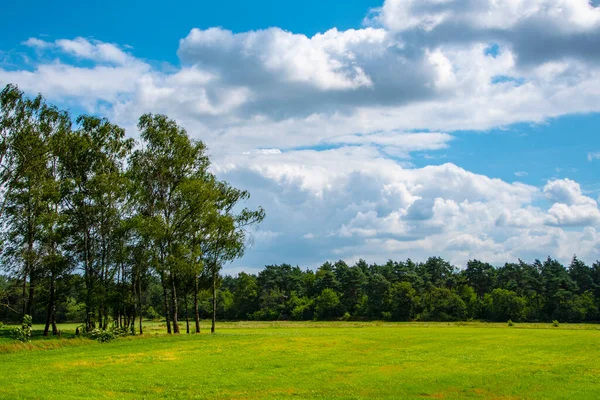 Holländische Sommerlandschaft Mit Bäumen Grünem Gras Und Blauem Himmel Limburg — Stockfoto