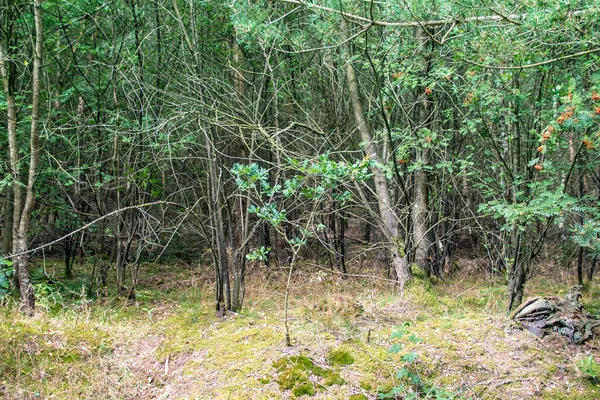 Letní Park Cestičkou Mezi Zelenými Stromy Letní Krajina Městským Parkem — Stock fotografie