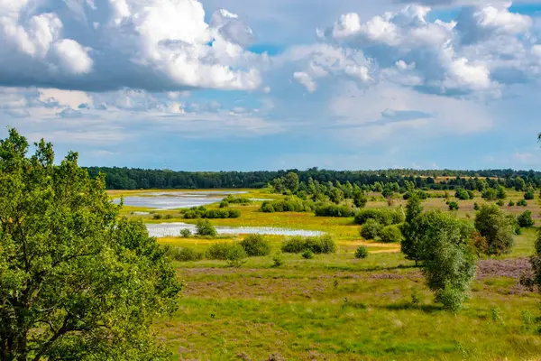 Piękny Holenderski Krajobraz Małymi Jeziorkami Lecie Maasduinen Malownicze Miejsce Noord — Zdjęcie stockowe