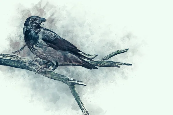 Porträt Eines Rabenvogels Aquarellmalerei — Stockfoto