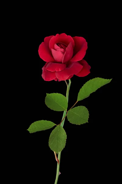 Single Dark Red Rose Isolated Black Background — Stock Photo, Image