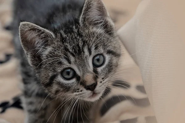 Portrét Roztomilého Koťátka Novorozené Kotě Kočička Zvířecí Kočičí Pojetí Domácí — Stock fotografie