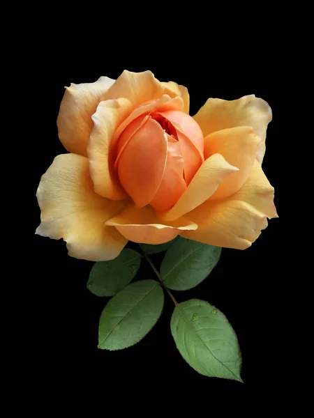 Piękna Pomarańczowa Róża Zielonymi Liśćmi Odizolowana Czarnym Tle — Zdjęcie stockowe