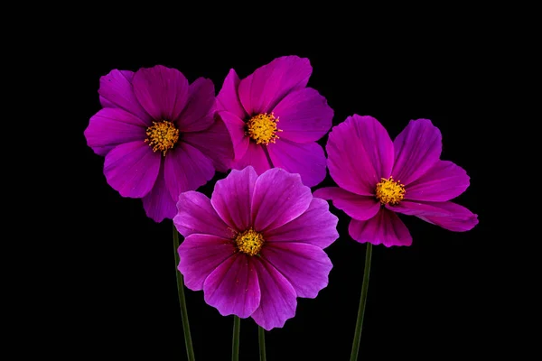 Flores Verão Flores Cosmos Rosa Isoladas Fundo Preto Latim Cosmos — Fotografia de Stock