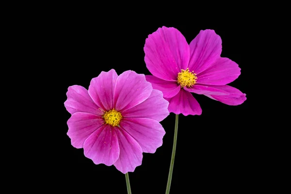 Sommerblumen Rosa Kosmosblumen Isoliert Auf Schwarzem Hintergrund Lateinisch Cosmos Bipinnatus — Stockfoto
