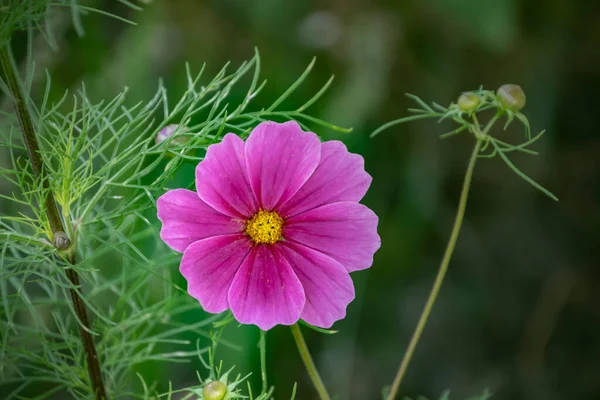 Sommar Blommor Rosa Cosmea Blomma Latin Cosmos Bipinnatus — Stockfoto