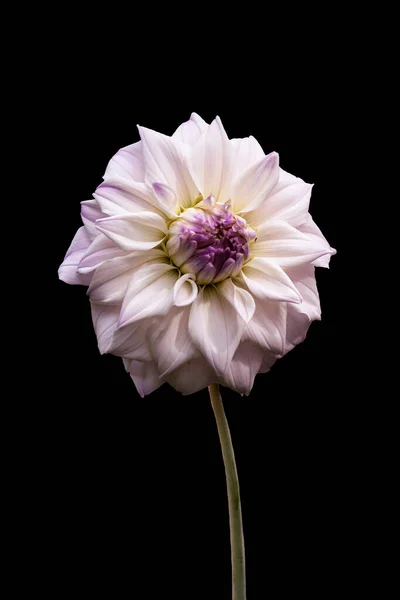 Schöne Blume Rosa Dahlie Isoliert Auf Schwarzem Hintergrund — Stockfoto