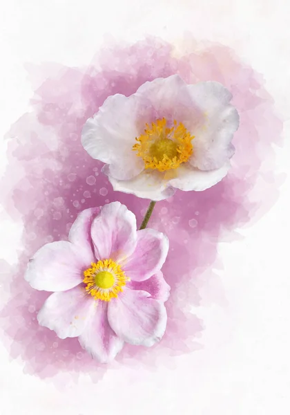 Pintura Acuarela Una Flor Anémona Hupehensis Conocida Como Anémona China —  Fotos de Stock