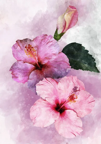 Pintura Acuarela Dos Vibrantes Flores Hibisco Rosa Ilustración Botánica — Foto de Stock