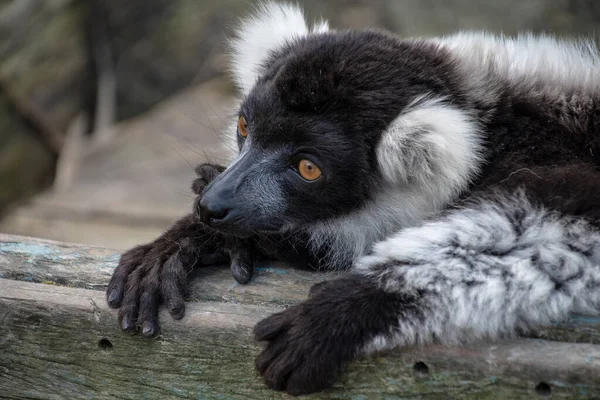 Nahaufnahme Eines Ausgewachsenen Schwarzen Und Weißen Rüschenmaki Varecia Variegata Diese — Stockfoto