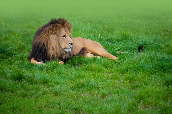 Large Male Lion Thick Bushy Mane His Head Sleepy Sun — Stock Photo, Image