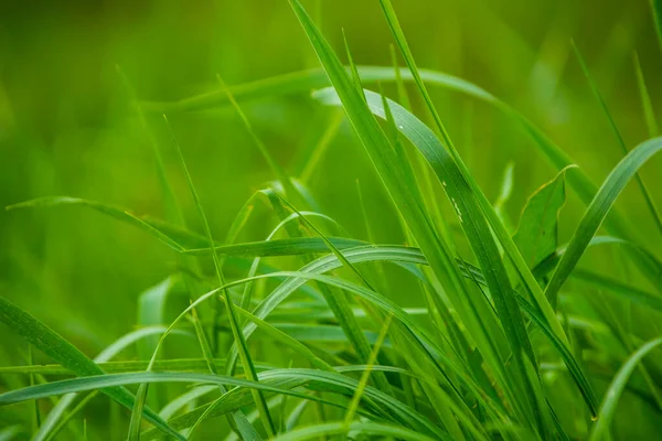 Fresh green grass background. Long fresh green grass texture background.