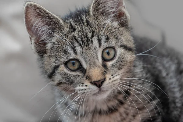 Retrato Lindo Gatito Tabby Gatito Recién Nacido Bebé Gato Niño — Foto de Stock