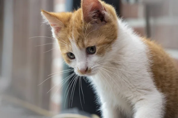 Joven Gatito Rojo Lindo Gatito Pelirrojo Pelo Largo Juega Casa — Foto de Stock