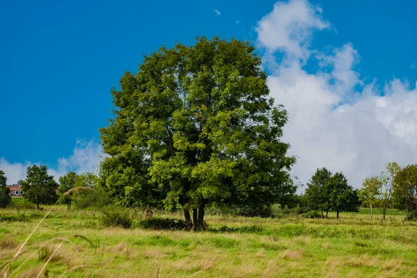 Wysoko Uprawiane Użytki Zielone Rolne Dużym Starym Drzewem Gospodarstwem Rolnym — Zdjęcie stockowe