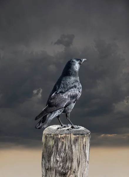 Corvo Comum Sentado Uma Cerca Madeira Perto Céu Escuro Fundo — Fotografia de Stock