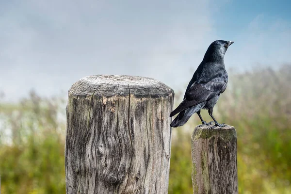 Common Raven Sentado Una Cerca Madera Cerca —  Fotos de Stock