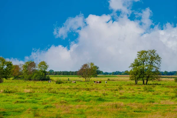 Panorama Typischer Holländischer Holsteinkühe Der Landschaft Von Limburg Niederlande — Stockfoto