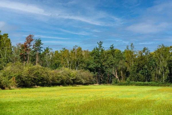 Holländische Sommerlandschaft Mit Bäumen Grünem Gras Und Blauem Himmel Limburg — Stockfoto