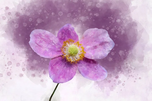 Pittura Acquerello Fiore Hupehensis Dell Anemone Conosciuto Come Anemone Cinese — Foto Stock