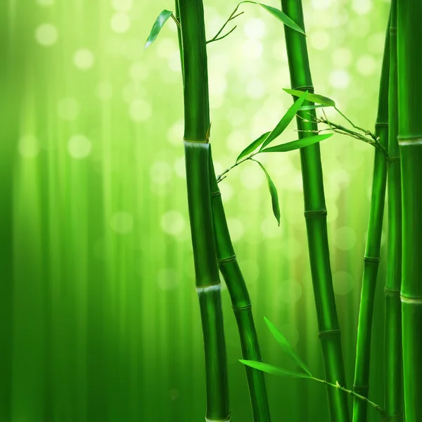 Bambú en el jardín —  Fotos de Stock