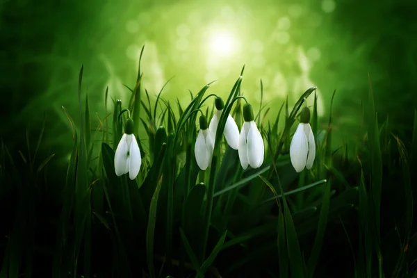 Erste Frühlingsblumen: Schneeglöckchen — Stockfoto