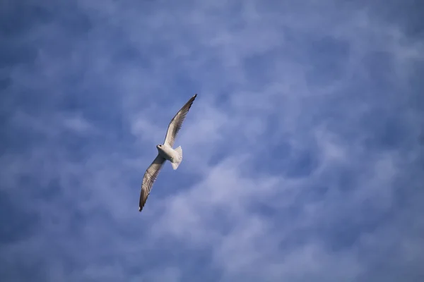 Common gull flying in the clouds above the sea — Stock Photo, Image