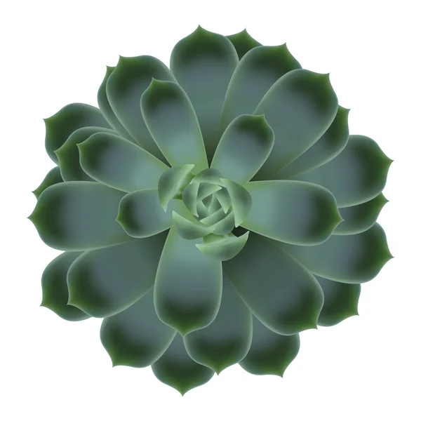 Yeşil sulu echeveria — Stok Vektör