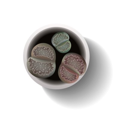 etli lithops vektör