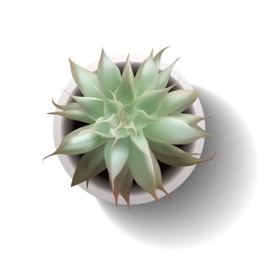 etli echeveria vektör