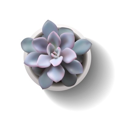 vektör sulu echeveria5
