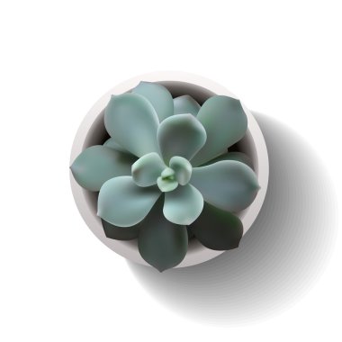 vektör sulu echeveria6