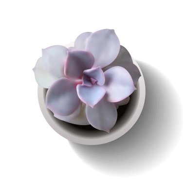 vektör sulu echeveria7