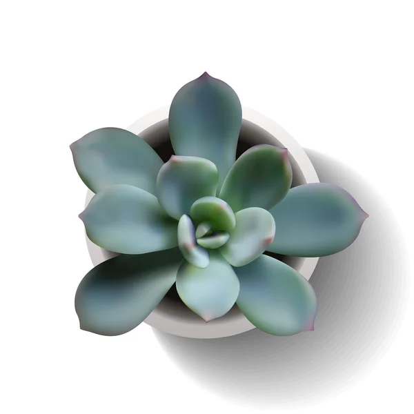 Echeveria sukkulenter Vektor5 — Stockvektor