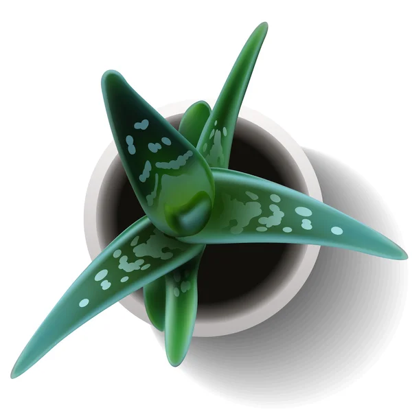 Vector succulente Aloë — Stockvector