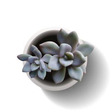 iki echeveria vektör