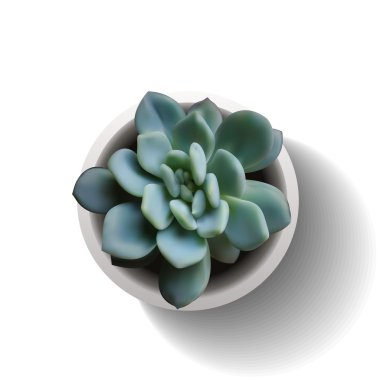 Echeveria sulu vektör