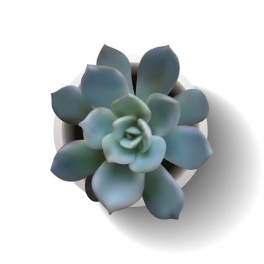 Echeveria etli pot2 içinde