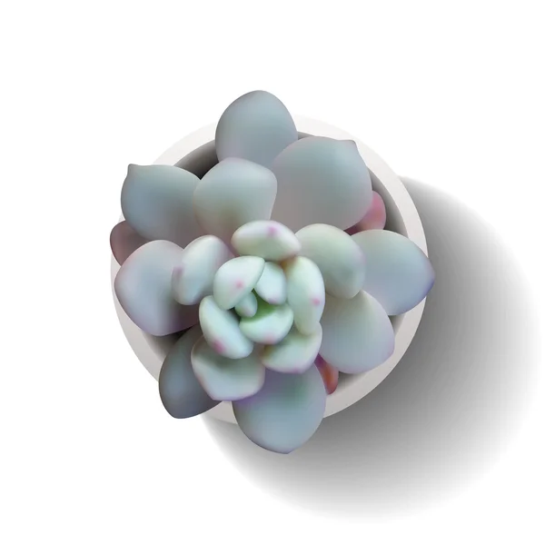 Echeveria saftig im Topf — Stockvektor