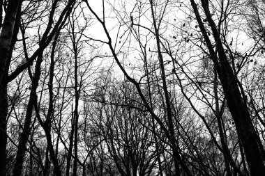 Kışın çıplak ağaçlar