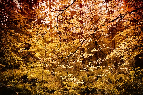 Золотые листья осенью — стоковое фото