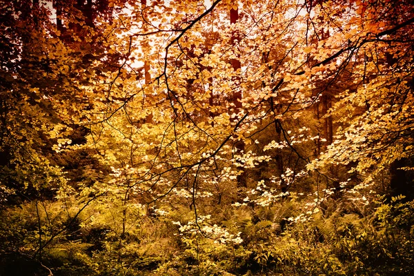 Hojas doradas en otoño — Foto de Stock