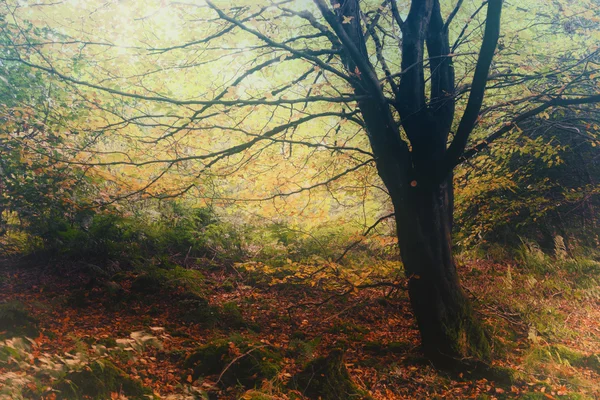 Vintage ağaçlar ve yaprakları — Stok fotoğraf