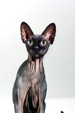 Bir meraklı sphynx tüysüz kedi yakın çekim