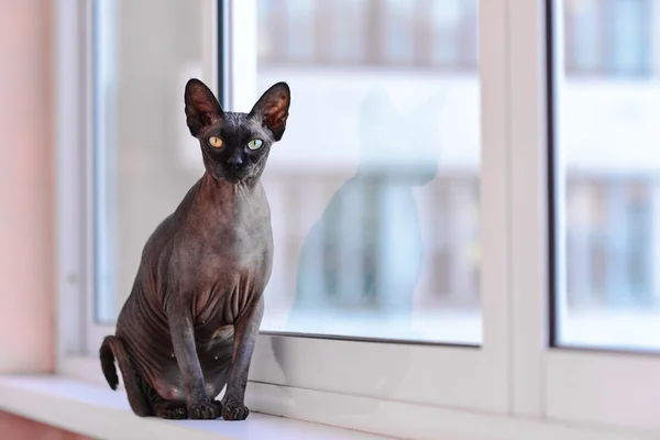 Sphynx sıska kedi bir pencere üzerinde oturan — Stok fotoğraf