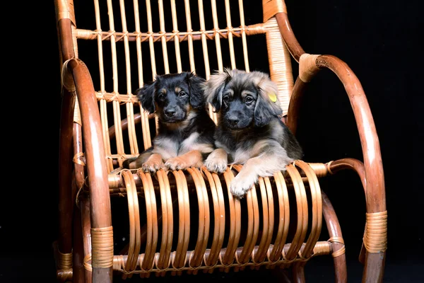 İki sevimli pupppies rattan sallanan sandalyede döşeme - Stok İmaj