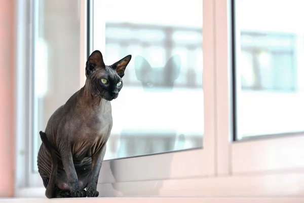 Sphynx chat maigre assis sur un rebord de fenêtre — Photo