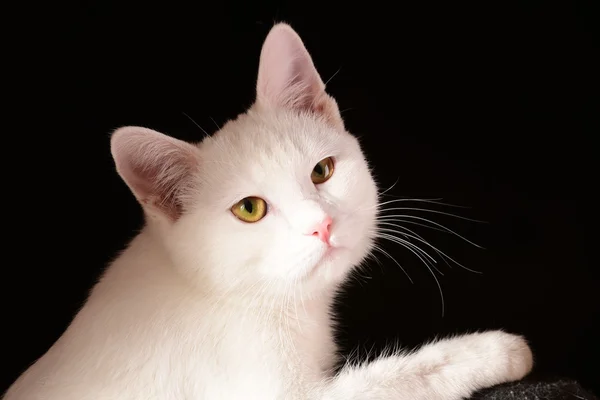 Siyah zemin üzerinde beyaz kedi — Stok fotoğraf